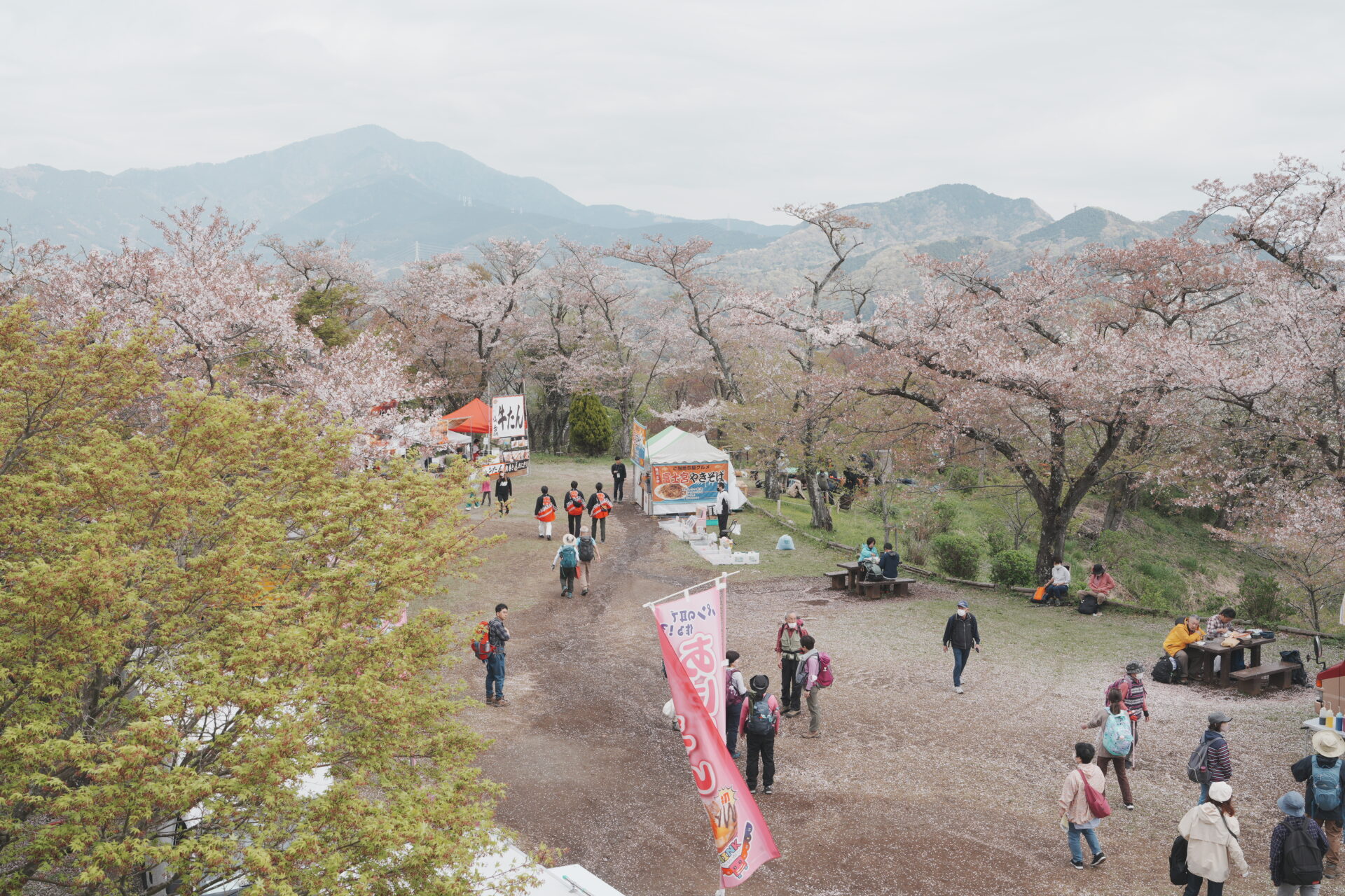 【弘法山】春の桜が見所！コースやアクセス・実際に登った様子を紹介【山とカメラ Vol.8】